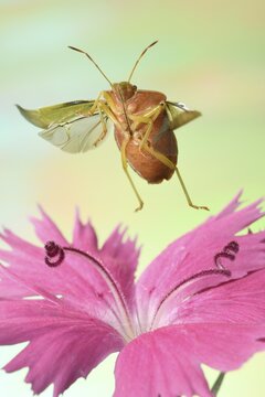 Green shield bug (Palomena prasina) in flight on a pink common pink (Dianthus plumarius), Germany
