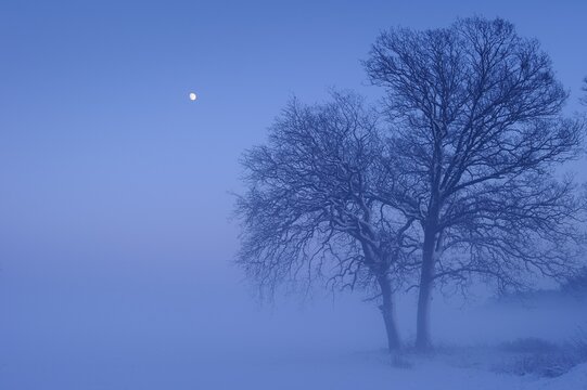Trees with rising moon in melancholic, winterly landscape, blue hour, winter, fog, Vechta, Lower Saxony, Germany
