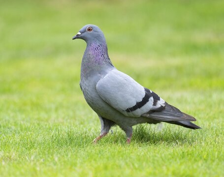 Domestic pigeon (Columba livia domestica) on a lawn, green area in search of food, Lower Saxony, Germany