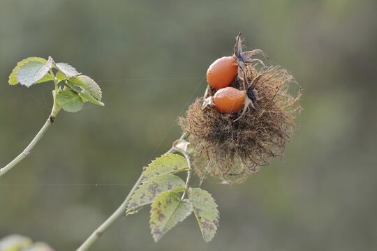 Mossyrose gall wasp (Diplolepis rosae), rose gall on a branch of the dog rose (Rosa canina) with rose hips, North Rhine-Westphalia, Germany