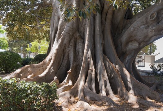 A large tree with impressive roots and dense foliage, rubber tree, Indian rubber tree (Ficus elastica), C&aacute;diz, Cadiz, Andalusia, Spain