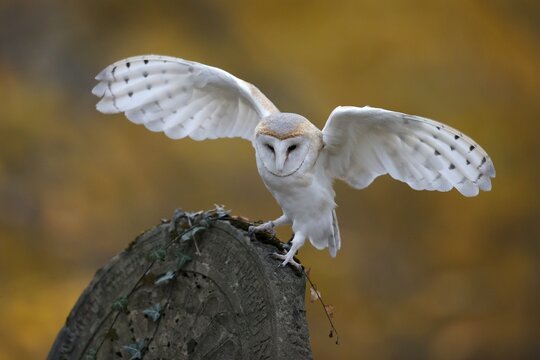 Common barn owl (Tyto alba), on a gravestone, Czech Republic