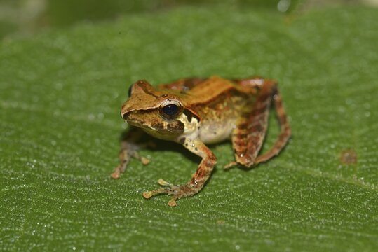 Frog, unidentifed species, Marojejy National Park, Sava region, Madagascar