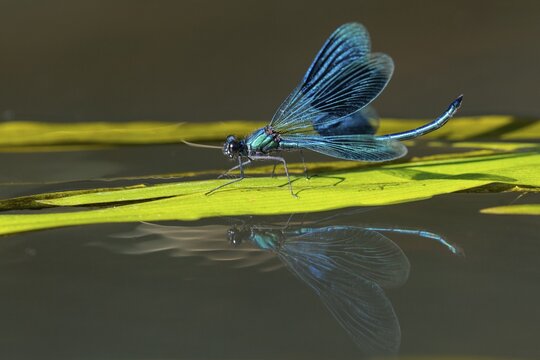 Banded demoiselle (Calopteryx splendens), Hunte, river, Oldenburg M&uuml;nsterland, Goldenstedt, Lower Saxony, Deutschland