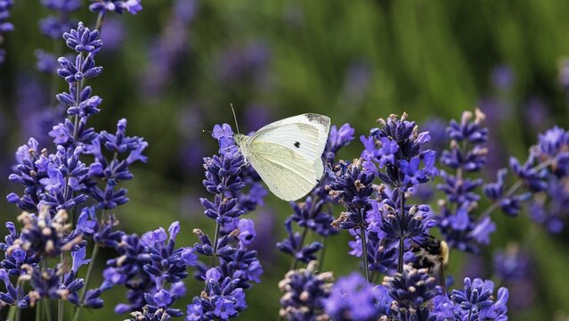 Cabbage butterfly (Pieris brassicae), lavender flower, Fromhausen lavender fields, Detmold, East Westphalia-Lippe, North Rhine-Westphalia, Germany