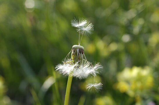 Dandelion (Taraxacum officinale) clock with only a few stems left
