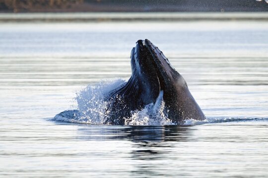 Humpback whale (Megaptera novaeangliae), fishing in the harbour of Reykjavik, Iceland