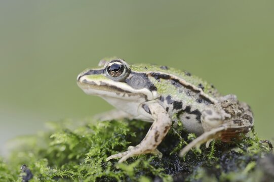 Small water frog (Pelophylax lessonae, Rana lessonae), North Rhine-Westphalia, Germany