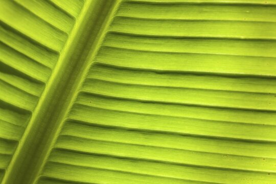 Banana (Musa sp.), detail of leaf, Cornwall, England, United Kingdom