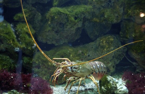 Lobster Palinurus vulgaris Mediteranian, aquarium Berlin, Germany