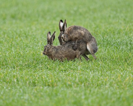 European hare (Lepus europaeus), mating, copula on a grain field, wildlife, Thuringia, Germany