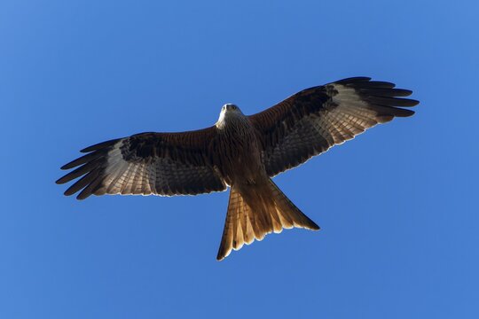 A bird in full wingspan flying high in the blue sky, Red Kite, (Milvus milvus) wildlife, Germany