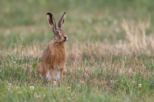 European hare (Lepus europaeus) Hare, meadow, Oldenburger M&uuml;nsterland, Vechta, Lower Saxony, Germany