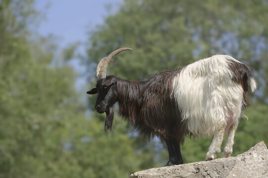 Valais black-necked goat or Vallesana goat (Capra aegagrus f. hircus), billy goat, North Rhine-Westphalia, Germany