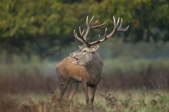 Red deer (Cervus elaphus) adult male stag roaring during the rutting season in a woodland, Surrey, England, United Kingdom