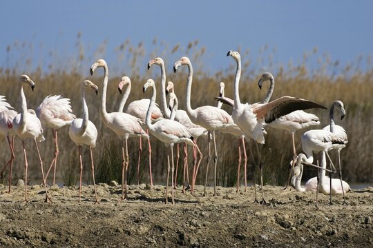 American or Caribbean Flamingos (Phoenicopterus ruber), Camargue, Southern France, Europe