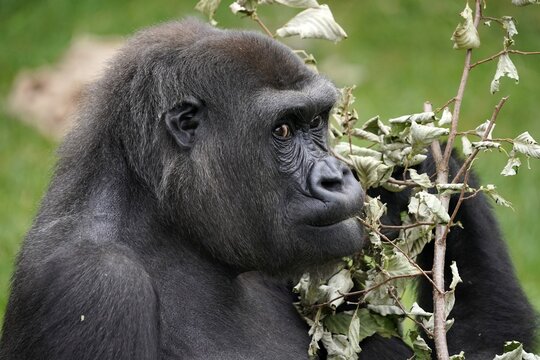 Western lowland gorilla (Gorilla gorilla gorilla), animal portrait, captive, Germany