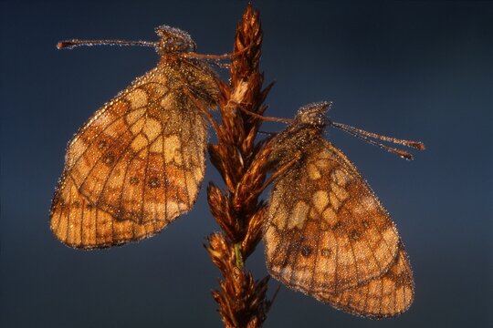A pair of Lesser Marbled Fritillaries (Brenthis ino), Kramsach, Tirol, Austria