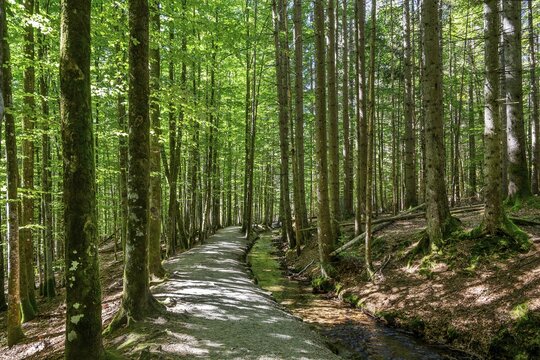 Hiking trail Schwellsteig to the historic inn Trifterklause Schwellh&auml;usl at the Bavarian Forest National Park, Bayerisch-Eisenstein, Bavarian Forest, Lower Bavaria, Bavaria, Germany