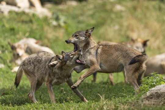 Algonquin wolf (Canis lupus lycaon), wolf, American wolf, ranking, pack, Germany