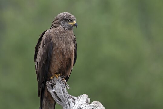 Black Kite (Milvus migrans), Tratzberg, Stans, Tyrol, Austria, Europe