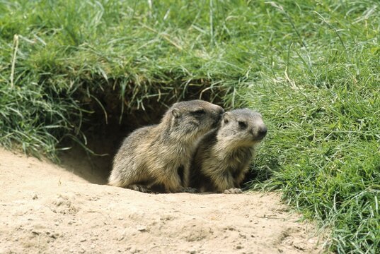 Alpine Marmot (Marmota marmota), young outside the den, Allgaeu Alps, Germany, Europe