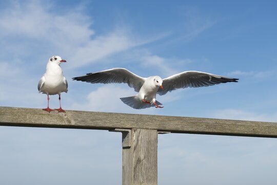 Black-headed gulls (Larus ridibundus, Chroicocephalus ridibundus) standing on a railing and starting, Mecklenburg-Western Pomerania, Germany