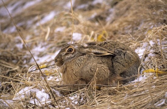 European Hare or Brown Hare or March Hare (Lepus europaeus), sitting, in winter