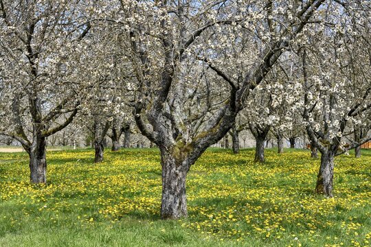Blossoming cherry trees at the Dreikirschenweg, near M&ouml;sbach, Ortenaukreis, Black Forest, Baden-W&uuml;rttemberg, Germany