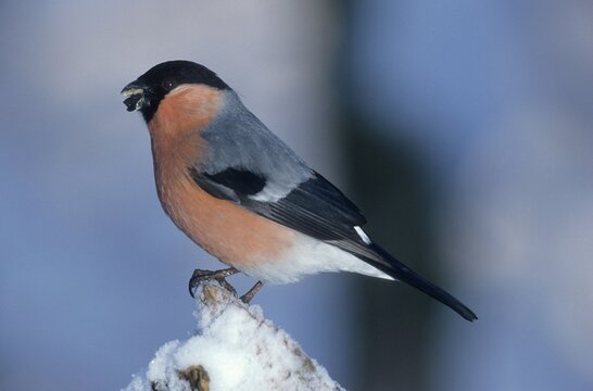 Bullfinch or Eurasian Bullfinch (Pyrrhula pyrrhula), male, winter