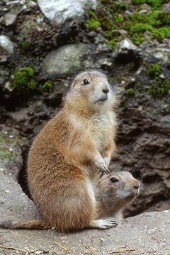 Black-tailed Prairie Dogs (Cynomys ludovicianus), Salzburg Zoo, Austria