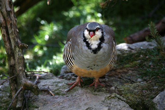 Rock Partridge (Alectoris graeca), Alpine Zoo Innsbruck, Tyrol, Austria, Europe