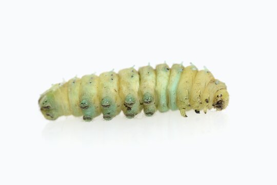 Tree of God moth or Ailanthus moth (Samia cynthia), caterpillar shortly in front of pupation, against a white background, captive, native to Asia