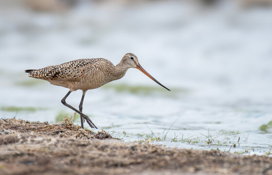 Marbled Godwit on a Sandy Lakeshore