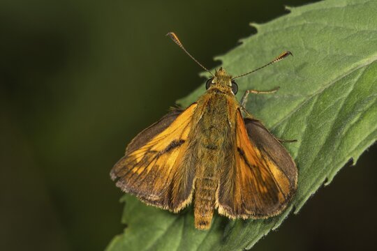 A comma butterfly (Hesperia comma) with orange-coloured wings sitting on a leaf, Baden-W&uuml;rttemberg, Germany