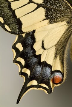 Yellow Swallowtail (Papilio machaon), Schwaz, Tirol, Austria, Europe