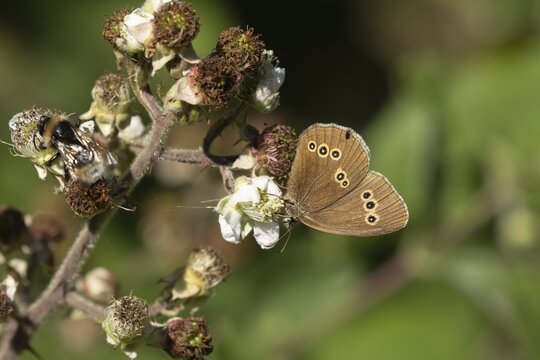 Ringlet (Aphantopus hyperantus) butterfly feeding on a Bramble flower in a woodland, Suffolk, England, United Kingdom