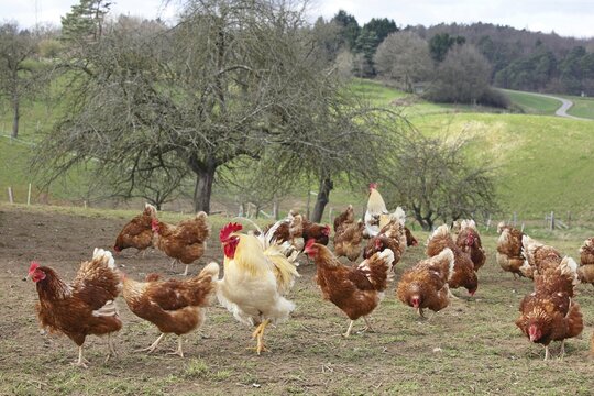 Free-range chickens with outlet in meadow, Hesse, Germany
