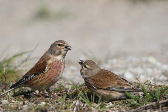 Linnet (Carduelis cannabina), female, right, begging male for food, courtship behavior, Burgenland, Austria, Europe