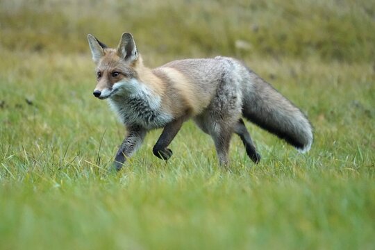 Red fox (Vulpes vulpes) running in a meadow, Czech Republic