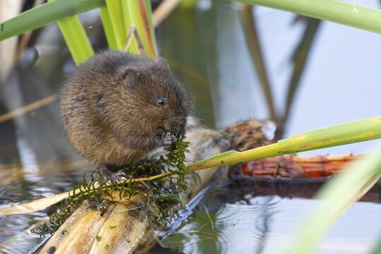 Water vole (Arvicola amphibius) adult animal feeding on pond weed in a reedbed, England, United Kingdom