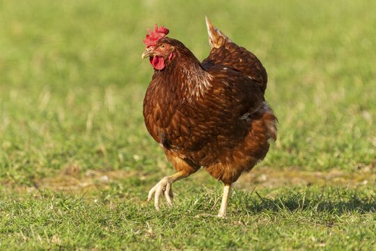 A brown hen with a frontal view standing in a meadow, domestic chicken, Rhineland-Palatinate, Germany