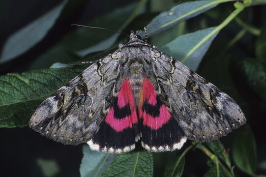 Red underwing [Catocala nupta]
