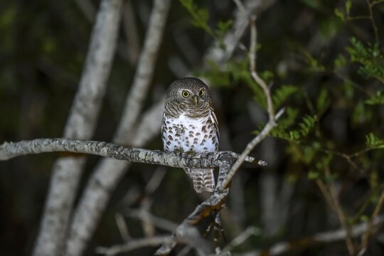 Cape Pygmy Owl (Glaucidium capense), Ngala Private Game Reserve, Timbavati Region, Limpopo Province, South Africa