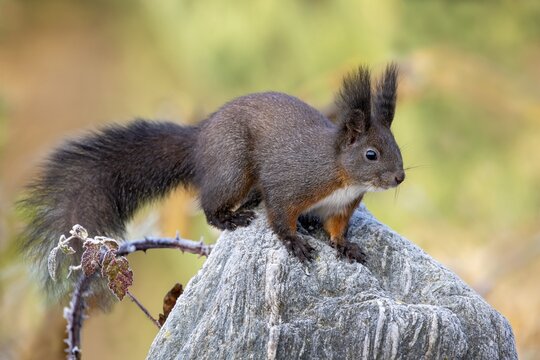 Eurasian red squirrel (Sciurus vulgaris), dark phase, sitting on a stone, Tyrol, Austria