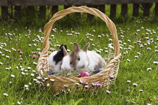 Young Rabbits (Oryctolagus cuniculus forma domestica) in an Easter basket on a flowery meadow