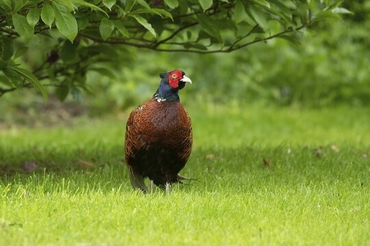 Common or Ring-necked pheasant (Phasianus colchicus) adult male bird on a garden lawn, Suffolk, England, United Kingdom