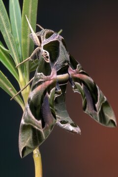 Oleander Hawk-moth (Daphnis nerii), Bolzano-Bozen, Italy
