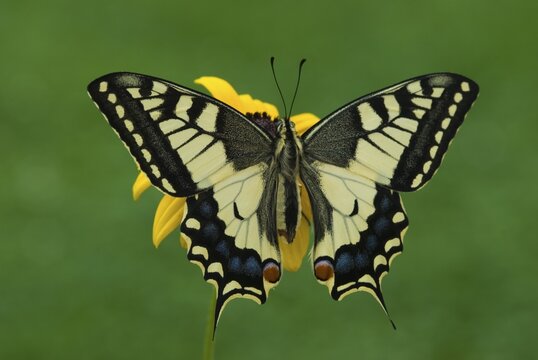 Old World Swallowtail or Common Yellow Swallowtail (Papilio machaon) perched on a flower, Schwaz, Tirol, Austria