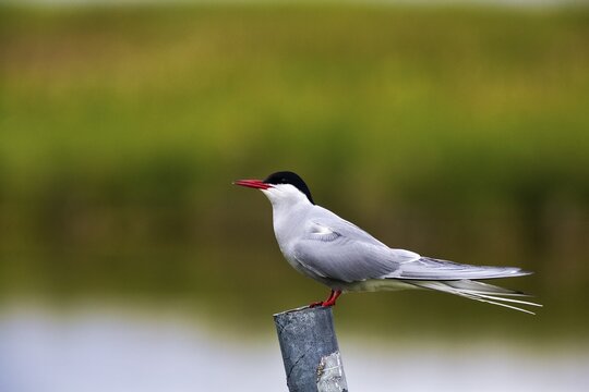 Arctic tern (Sterna paradisea), attentive, Vestfir&eth;ir, Westfjords, Iceland